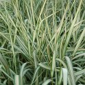 Phalaris arundinacea 'Feesey's Form'